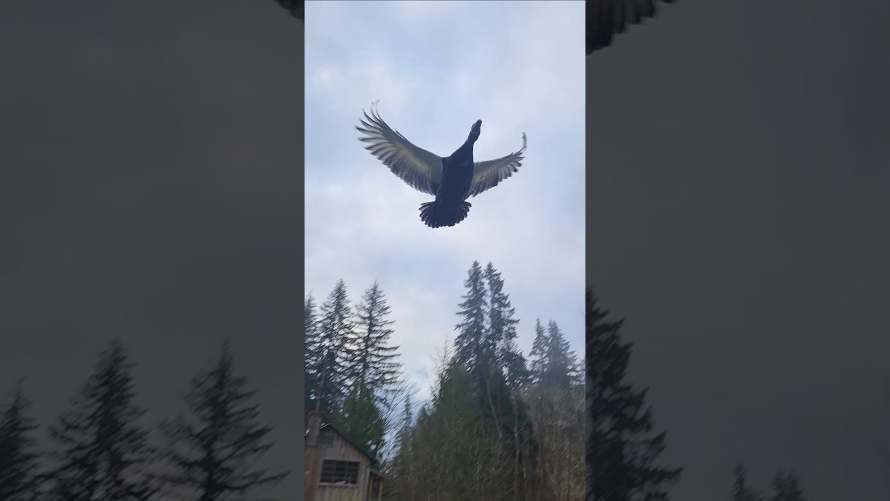 Ducks ducks everywhere 