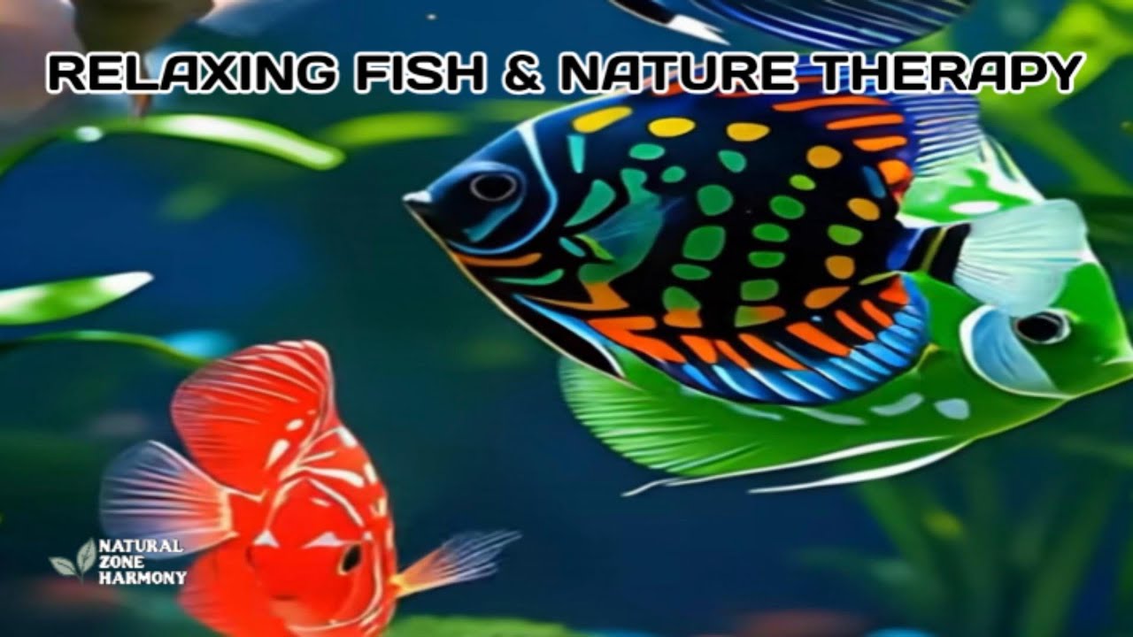 Relaxing Aquarium Fish for Stress Relief 