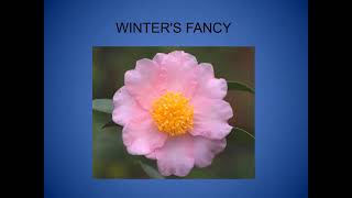 The Quest for Cold hardy Camellias