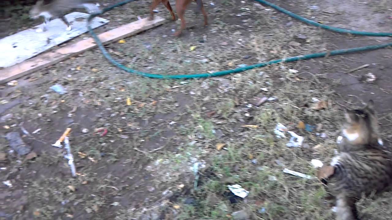 Cat get scared. YouTube