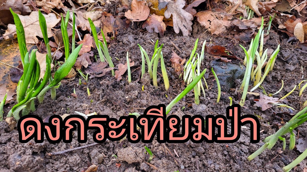 พามาป่าใหม่ไม่คิดว่ากระเทียมจะออกเยอะขนาดนี้