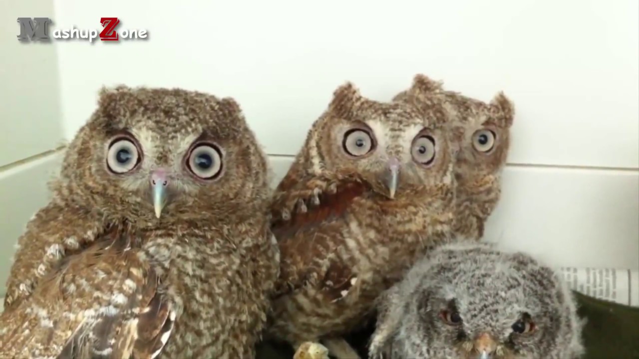  funny owls and cute owl videos compilation 2016 youtube