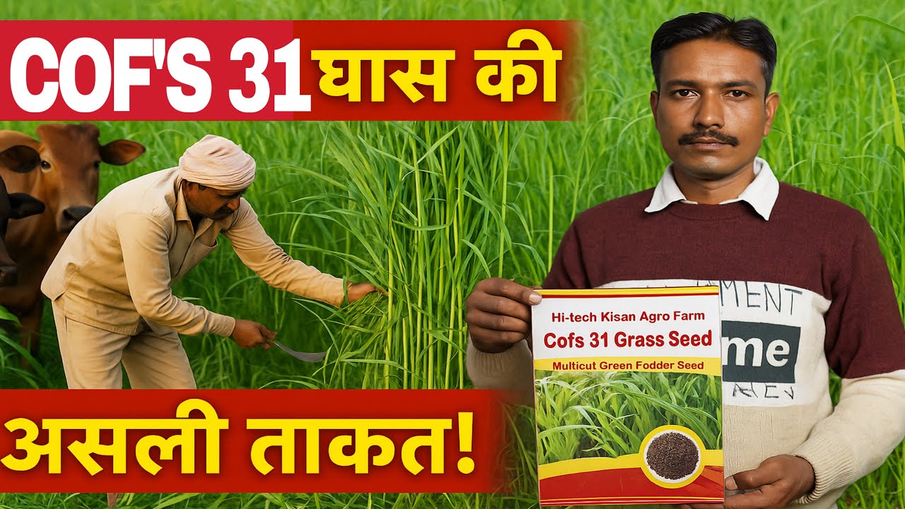 COFS 31 घास की LIVE कटाई – देखें असली रिजल्ट्स | 