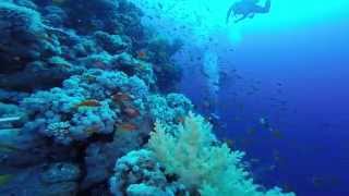 Jackson Reef