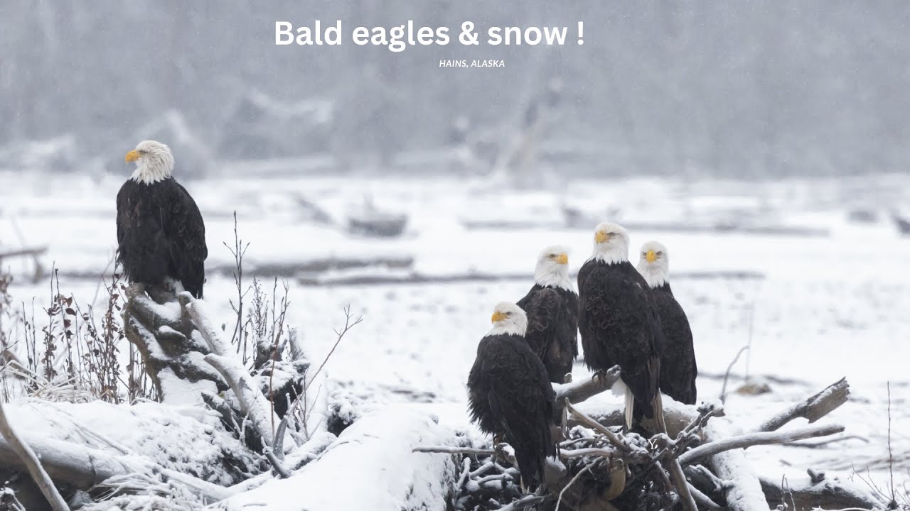 Bald eagles in the snow during winter in Haines Alaska