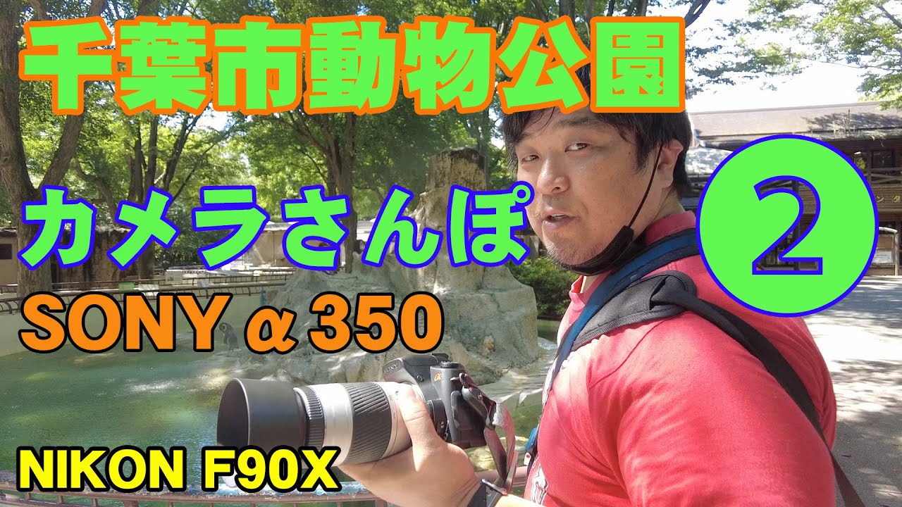Nikon F90X 一眼レフカメラ MB-10付き　実写作例あり NIKON F90X ,SONYα350 カメラさんぽ 千葉動物公園 Part2 - YouTube