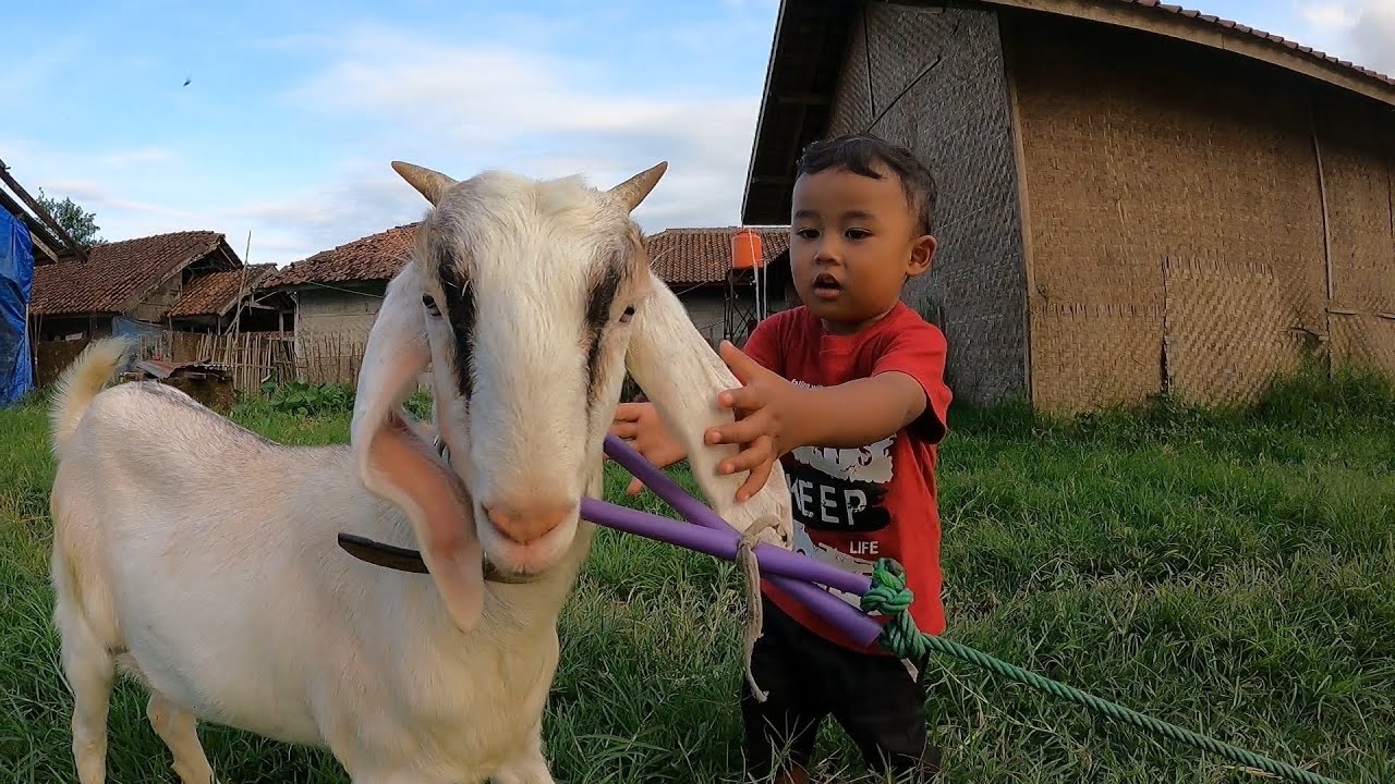 Telinganya Ko Panjang, Gemas Banget!! Kambing Lucu Dan Domba Garut | Fun With Goat