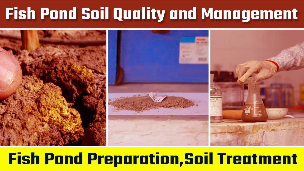 Fish Pond Soil Quality and Management Fish Pond Preparation Soil