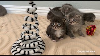 3weekold Foster Kittens