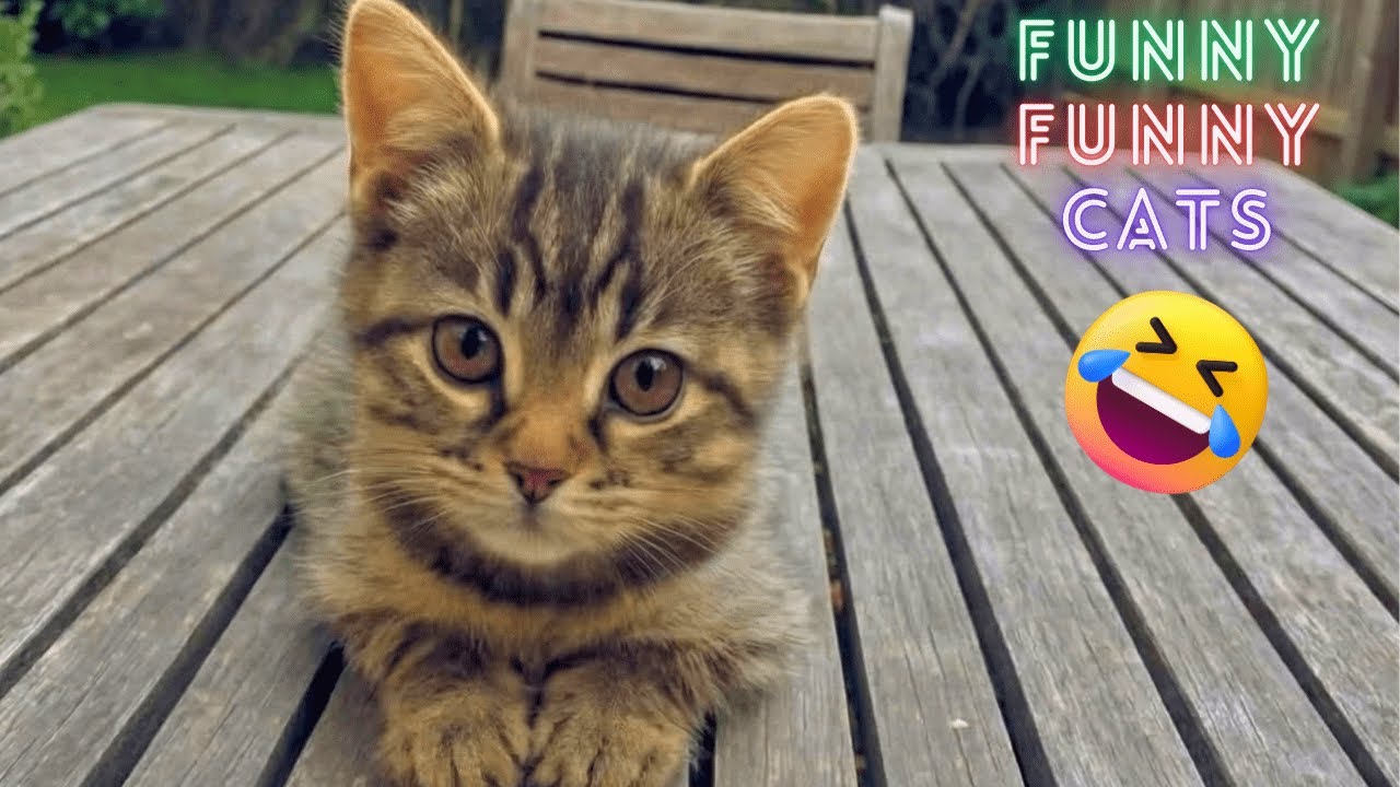 Funny Cat Videos on Youtube ● Fun Moments With Cute Cats ● Funny Cat Videos Try Not To Laugh 