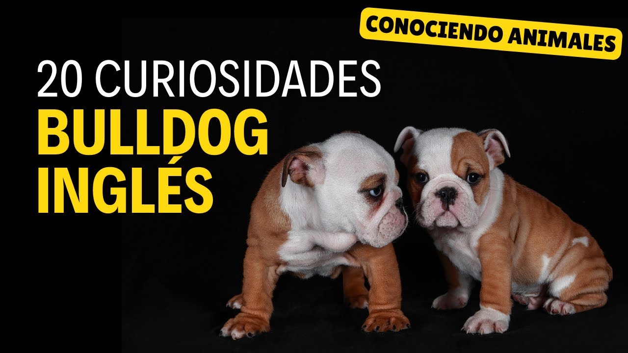 20 Curiosidades BULLDOG INGLÉS