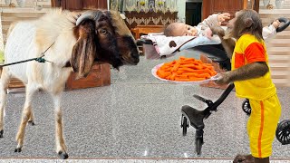 How Did CUTIS Go Buy Carrots for the Goat… While Caring for a Baby ?