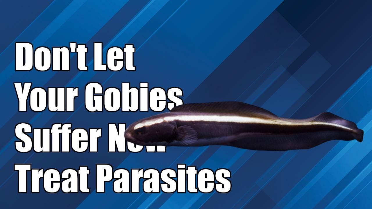 Don't Let Your Gobies Suffer: Essential Tips to Treat Internal Parasites!
