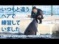 いつもと違うペアで練習していました【2020年11月13日練習風景　鴨川シーワールド　シャチパフォーマンス】Orca performance, Kamogawa Sea World, Japa