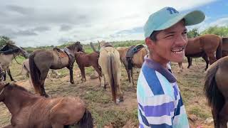 Feira de Cavalo em Senador Rui palmeira - AL 04 - 08 - 2026 #nordeste
