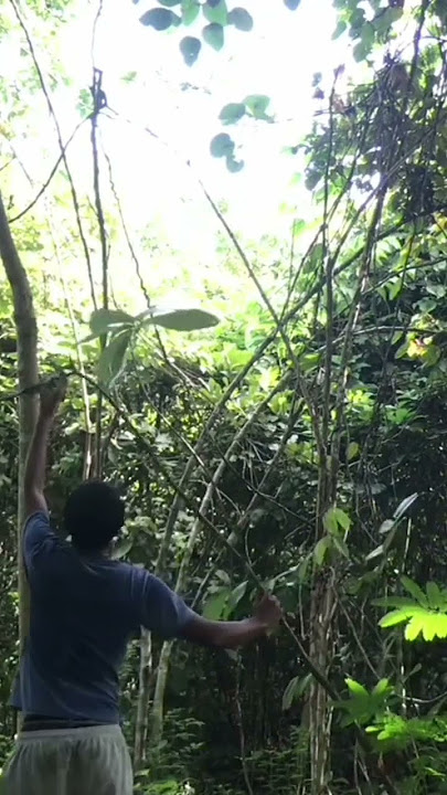 trik jitu pikat burung tledekan alias gunung #shorts