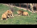 Male lions fighting in Taigan Lion Park