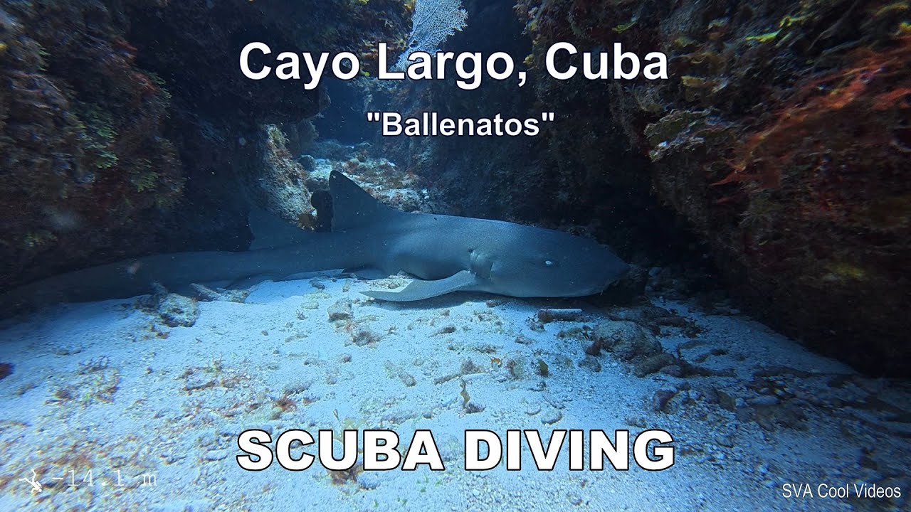 Diving in Cayo Largo (Ballenatos site), Cuba June 2025