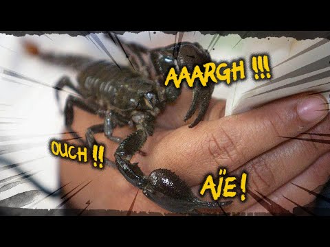 Vidéo: 3 façons de tuer un scorpion