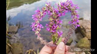 Mustafa Kaya Cocuklar Gibi