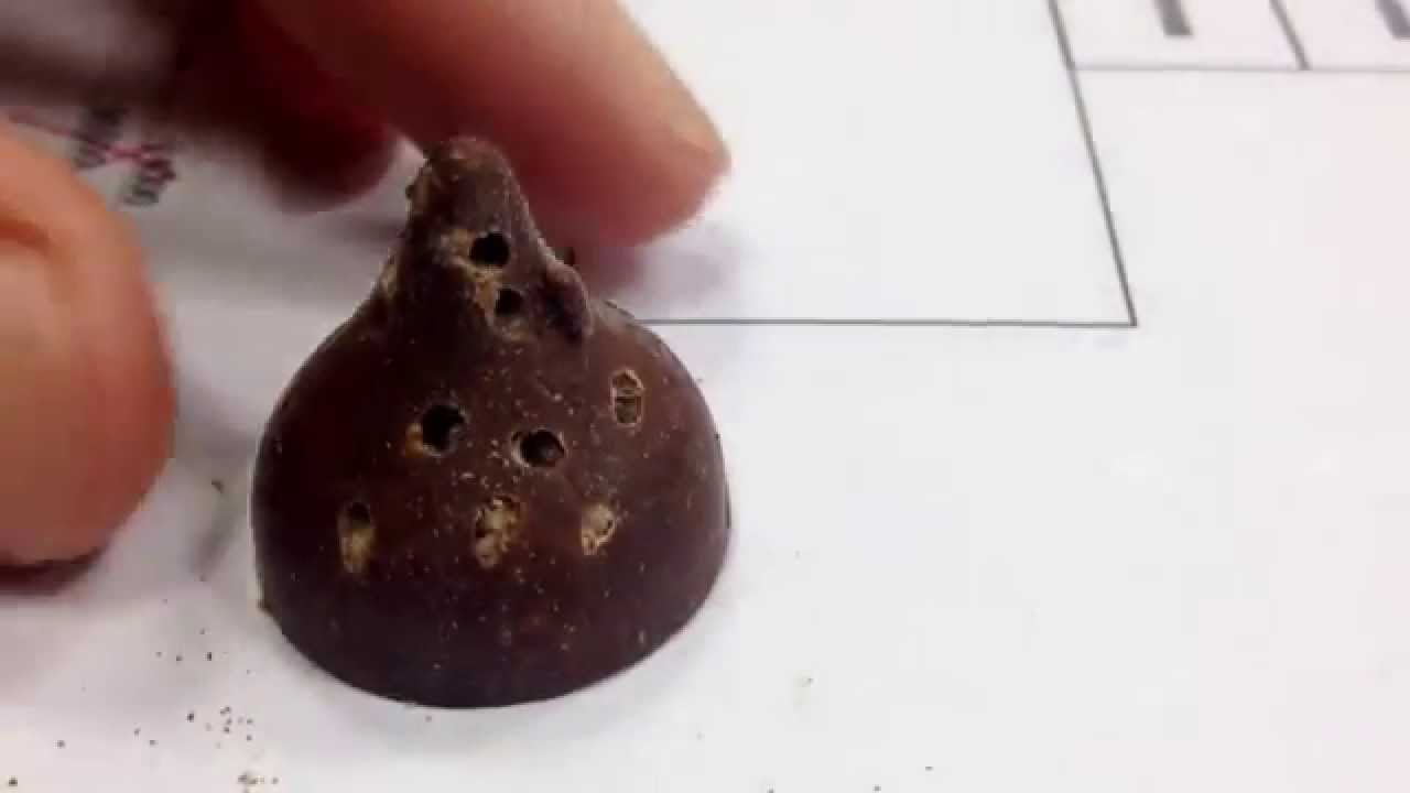 Worms came out of Hershey's Kisses. Mar 27, 2014 YouTube
