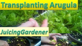 Transplanting Arugula (Rocket) Seedlings For Massive Growth