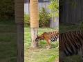 Nunca te subas a un árbol si un tigre te persigue #shorts #Tecnocurioso