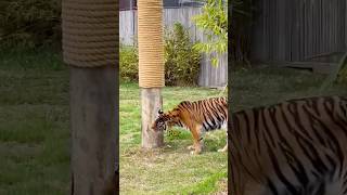 Nunca te subas a un árbol si un tigre te persigue #shorts #Tecnocurioso
