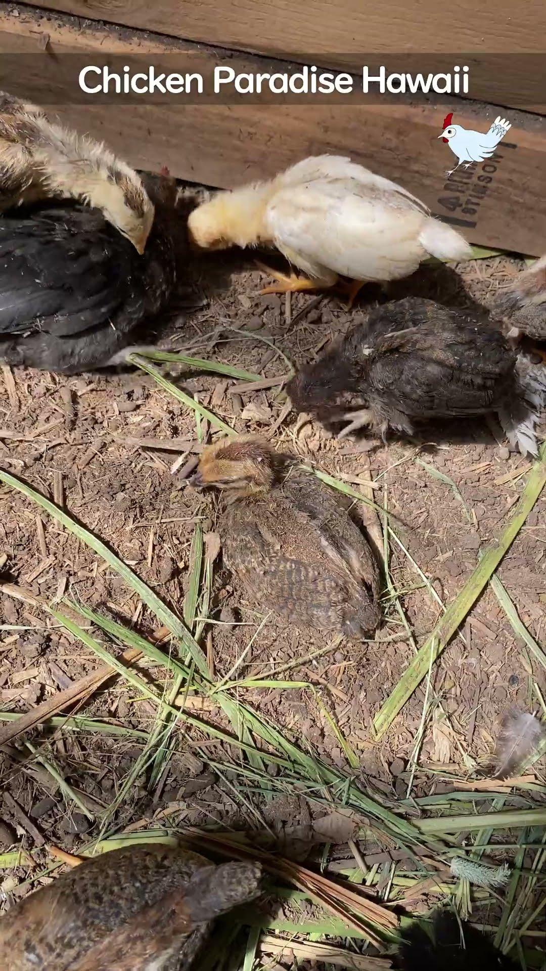 Sand bath time