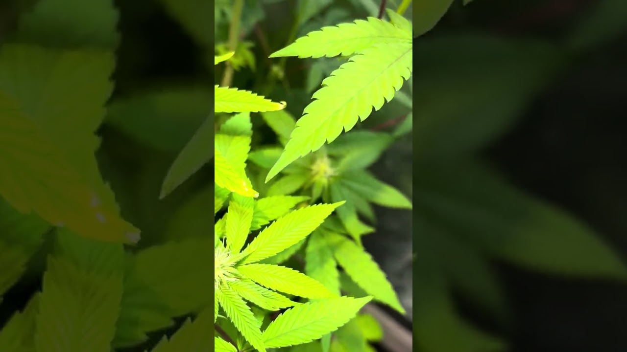 We Back again with another 1 they’re looking good doing they thing getting frosty week4-5 of flower