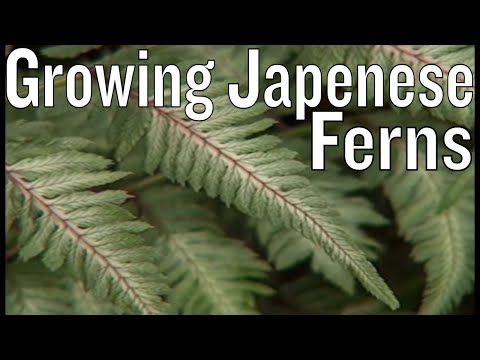 Video: Njega japanske paprati s resicama - savjeti za uzgoj paprati s resicama u vrtu