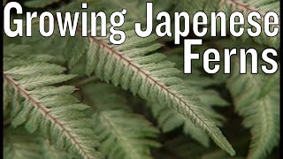 Japanese Painted Fern