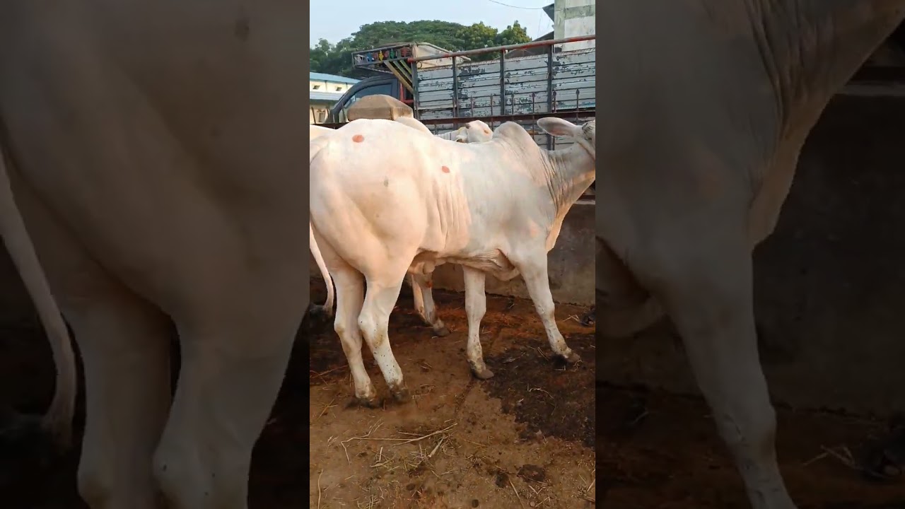 Best quality ongole bulls || shaik farm 