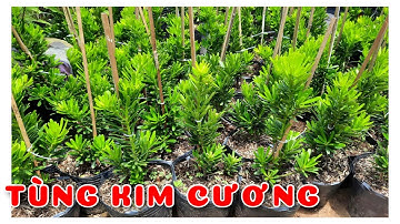 Cây Tùng kim cương 20cm  quá đẹp | 0386569374 - Ngọc Ngân Bến Tre | Chuyên cây độc lạ