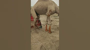 ي حم لون جمل ا كبير ا في السيارة في الاتجاه المعاكس كان خائف ا ولم يقترب من السيارة 