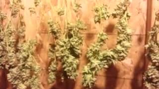 The chedda is drying