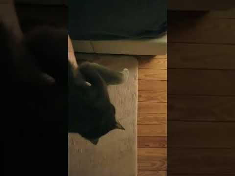 Cat Won't Leave Without Mom