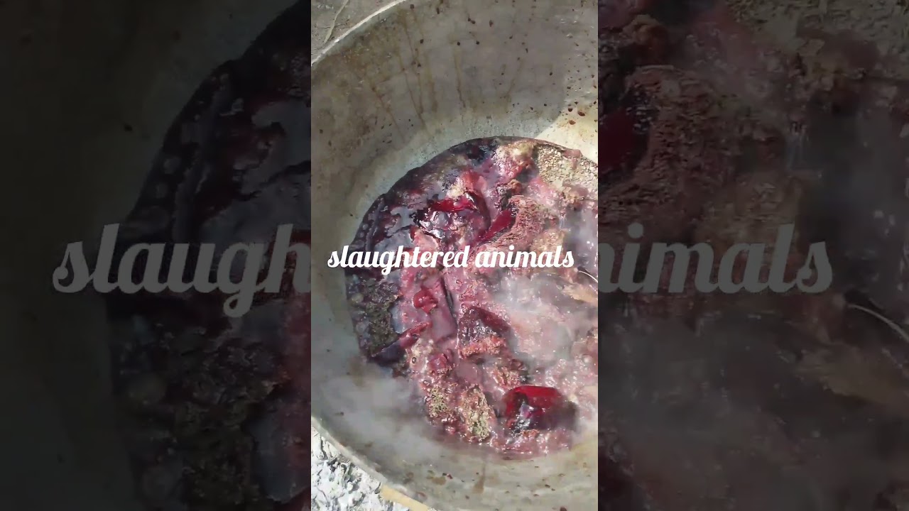 making Blood meal organic fertilizer 