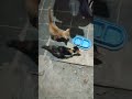 Kucing 5
