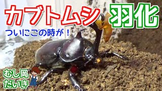カブト虫の家製作中 A childhood dream came true: releasing rhinoceros beetles into a