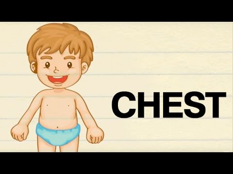 How To Pronounce 'CHEST' | सीना | Pronunciation In HINDI | Parts Of The Body | HD | Lehren Kids ...