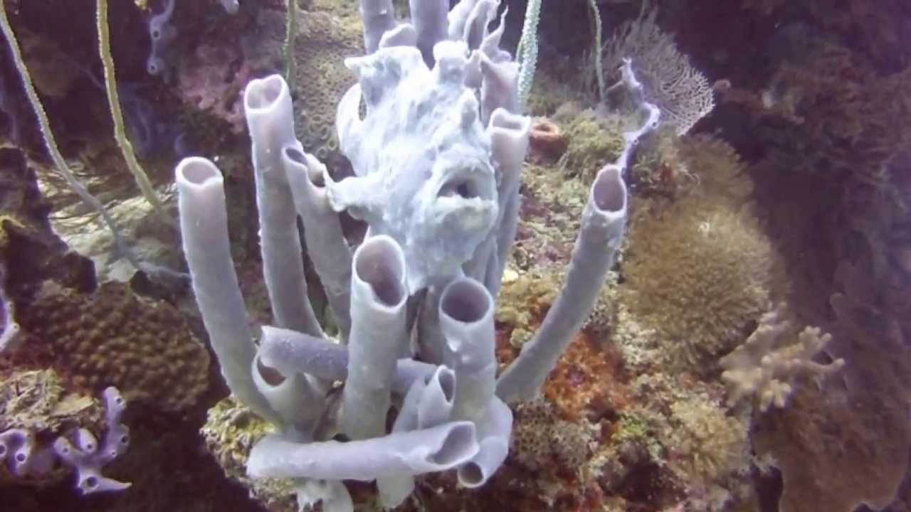 Antennaire (Frogfish) avec Scuba Nosy Be