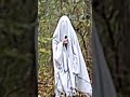 Ghost In My Room (6/26/26)