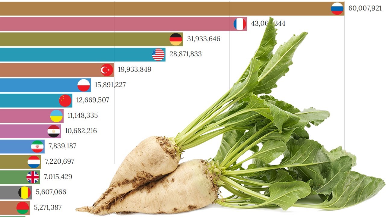 характеристика сахарной свеклы. в сахарной свекле содержится. в сахарной свекле содержится 18. 5. в сахарной свекле содержится.
