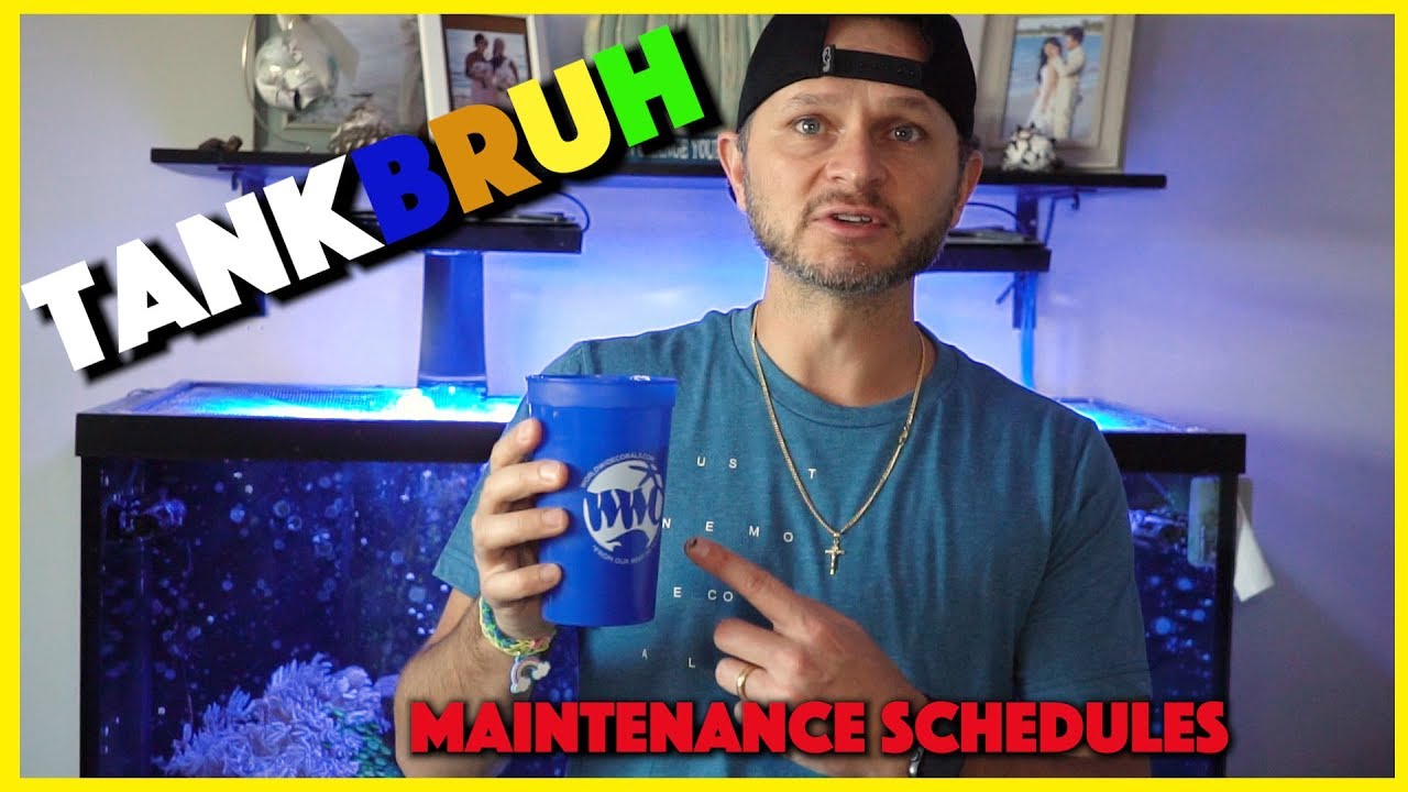 How to maintain a reef tank Maintenance Schedules YouTube