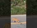 आखिर बिल्ली सांप से क्यों बच जाती हैं? #cat #snake #shorts #trending #viralvideo