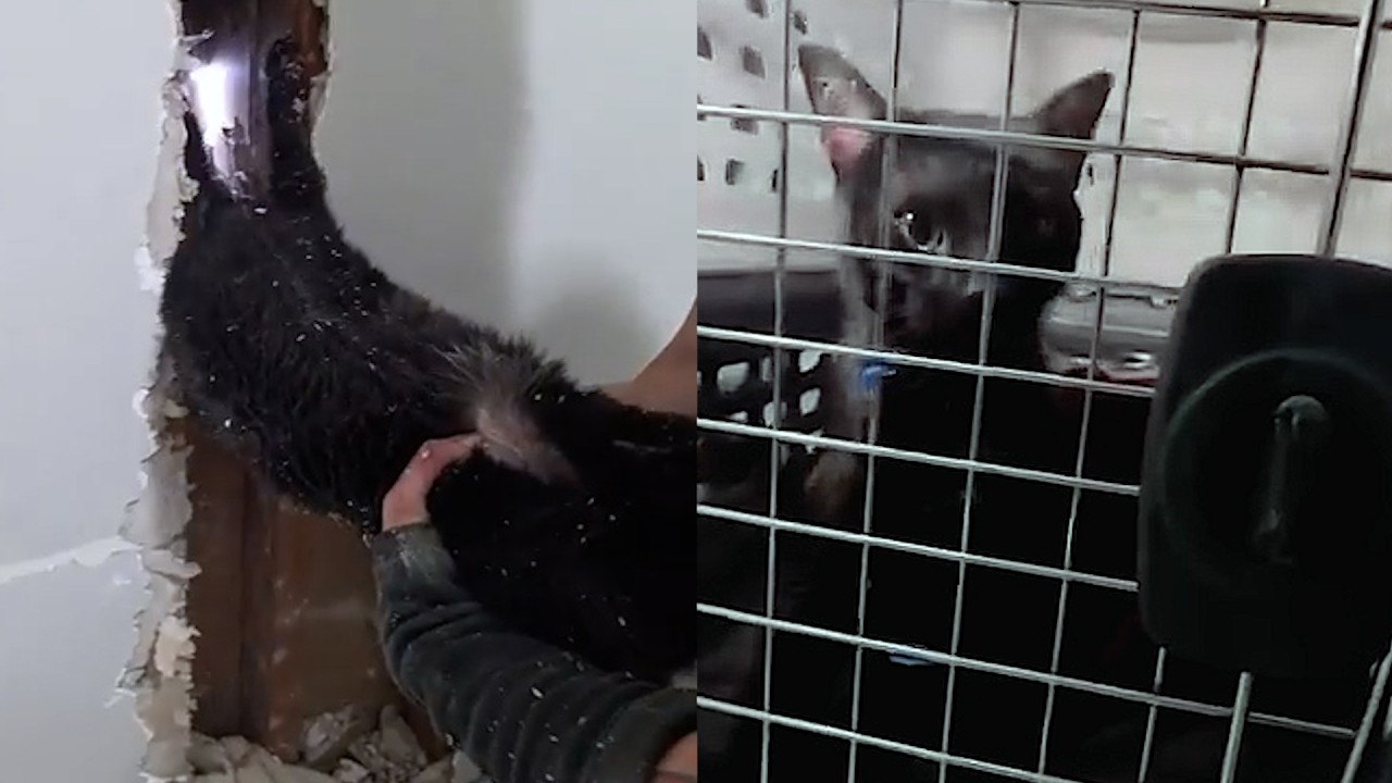 Cat Rescued After Spending A Week Upside Down In A Wall