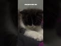 #猫のいる暮らし #ネコ #ねこ #猫好きさんと繋がりたい #保護猫 #cat #imut #youtubeshorts #meowmeowapp #kitten #fyp #shorts