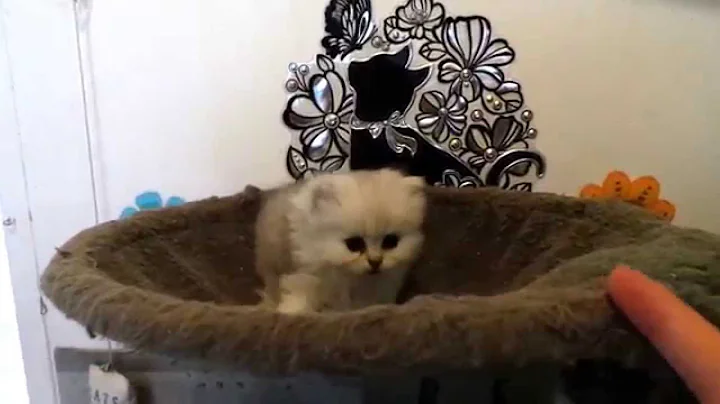 Watch the video about Mcb Cats Lindy Hop. British longhair.