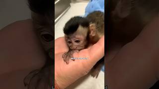 The Breeder Called — His Mom Rejected Him... Now He Runs Our House #monkey #shorts